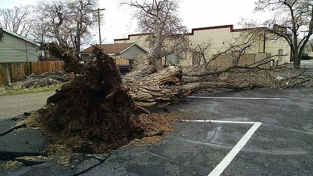 The wind took down a tree in Dayton near the Subway.