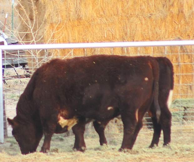 UNCE presents a Beef Feedlot School whereby classes are geared toward cattle producers.