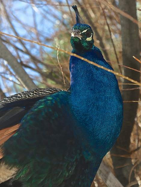Dozens of peacocks roam the Saylor residence in Dayton along with many other animals, over 100 according to Steven Saylor.