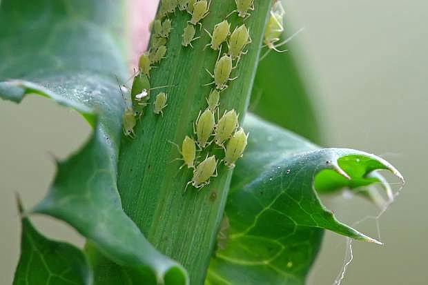 a kind of insects named aphid on the green plant