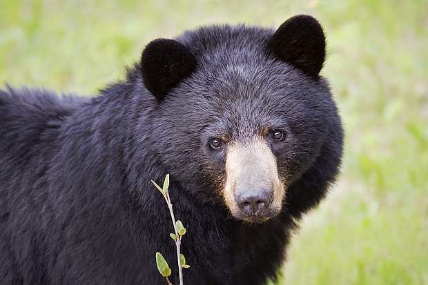 A Black Bear looks innocently at the camera.