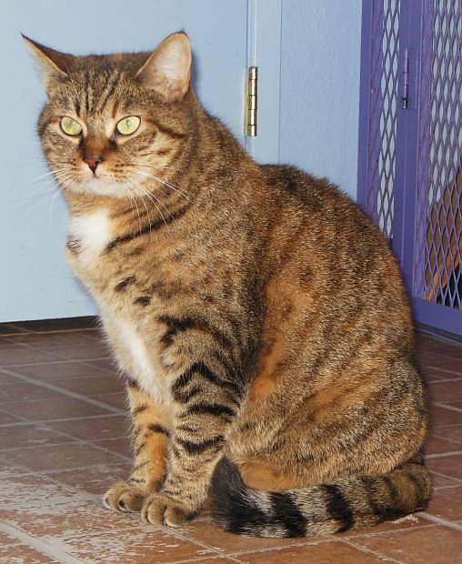 Toots is a six-year-old Tabby who would make a good companion.