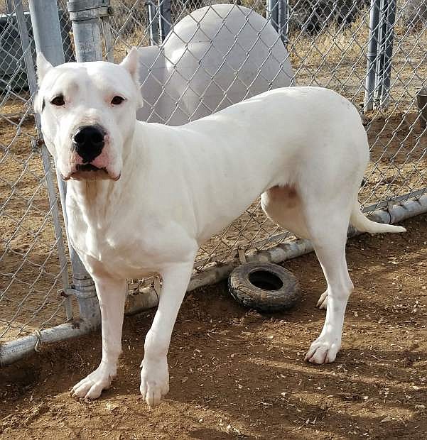 Looking for a hime is Bella, a beautiful white 3-year-old Dogo Argentino