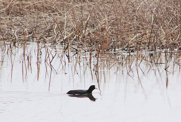 A duck enjoys the water of Stillwater Point Reservoir on the first day of spring.