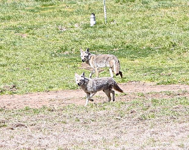 A pair of coyotes make their way across a pasture off of East Lake Blvd. Friday afternoon.