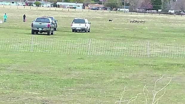 Sharron Tipton of Carson City submitted this photos of a sheepdog running sheep in the meadow east of Ormsby Boulevard.