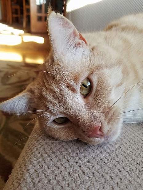 Looking for a home is Rufus is a two-year-old male butterscotch tabby.