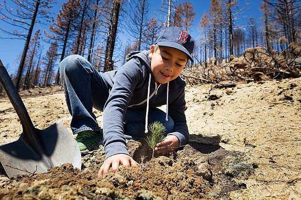 A young volunteer for the Sugar Pine Foundation plants a seedling in the Emerald Fire burn area on Saturday, May 13.