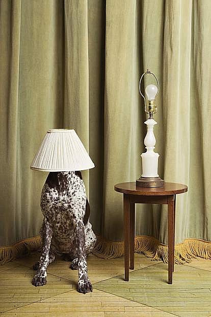 Dog with a lampshade on its head