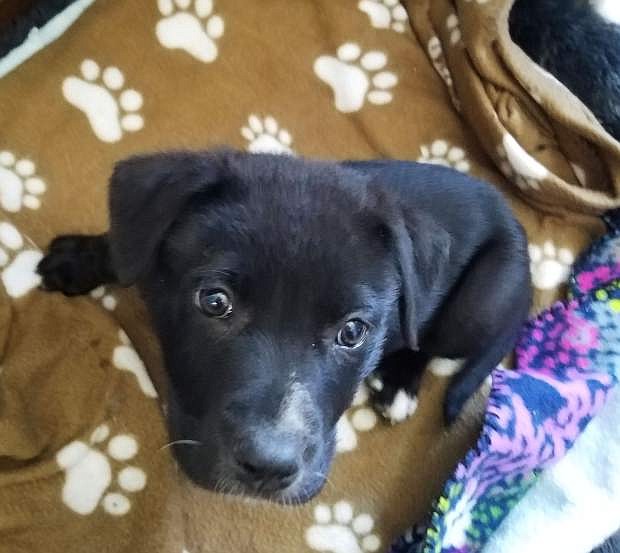 Layla is a seven-week-old black Lab cross who will steal your heart.