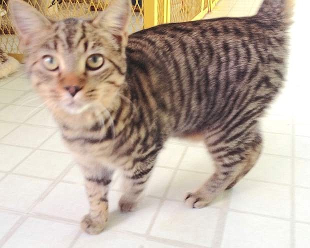 This cute cat is Dickon, a one-year-old male brown tabby.