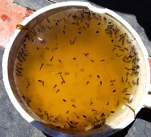 The Douglas County Mosquito Abatement General Improvement District took this photo of a bucket of mosquito larvae.