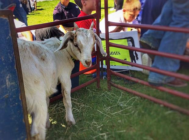 Goats and other livestock were on hand Thursday at Empire Elementary School.