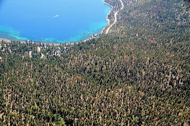 Tree mortality near Lake Tahoe is increasing.