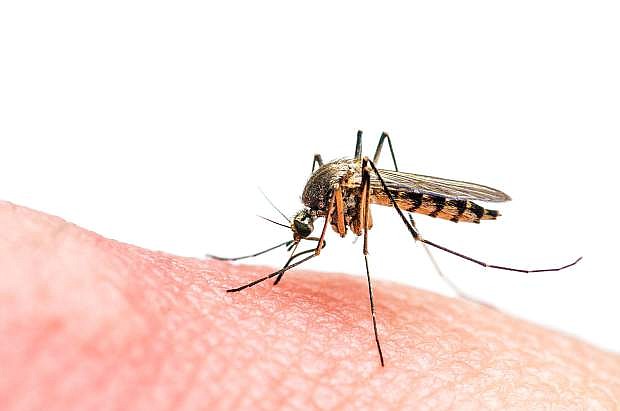 Macro photo of biting mosquito
