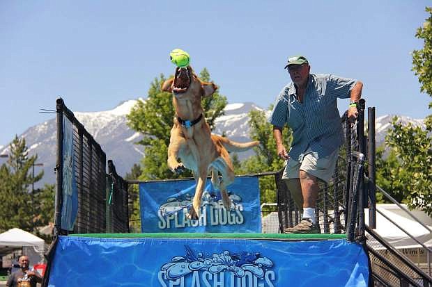 This year&#039;s event will feature a Splash Dogs attraction. Festival organizer Robyn Jordan said smiling that all dogs are welcome to participate, &quot;not just labs.&quot;