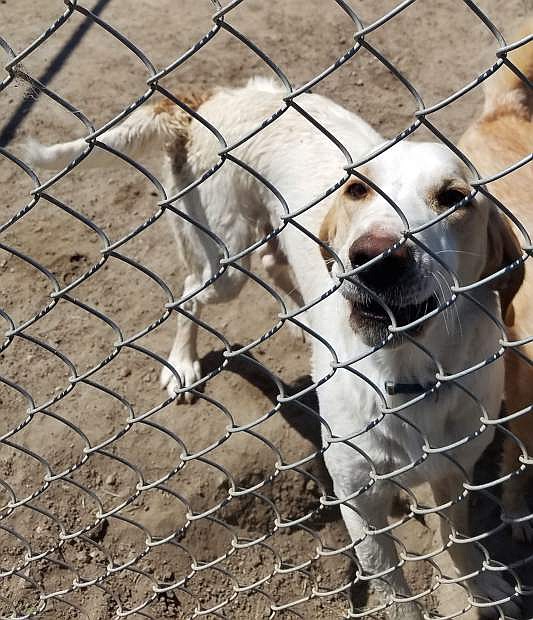 Buddy, a one-year-old male English setter mix, came to CAPS when his owner unexpectedly died.