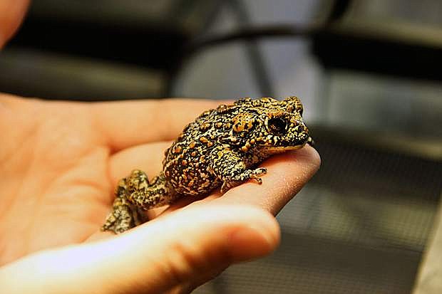 A recently discovered new species of toad, the Dixie Valley toad, was found in a spring-fed marsh in the Great Basin of Nevada, which was once covered by large marshes and giant inland lakes during the Pleistocene Epoch and is now among the most arid regions in the United States with only one percent of the landscape containing water. Photo courtesy of the University of Nevada, Reno.