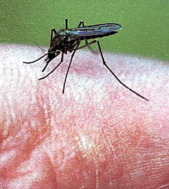 Water situation poses problems with mosquitoes.