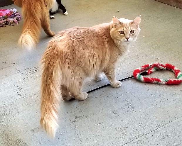 Butterscotch is three-year-old male domestic longhaired orange tabby. He is very friendly and loves to be brushed. Come out and meet him. He loves children, cats and dogs. You will be charmed by his adorable manners.