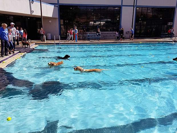Dozens of dogs took a swim at CASI&#039;s annual Pooch Plunge held at the Aquatic Facility&#039;s outdoor pool.