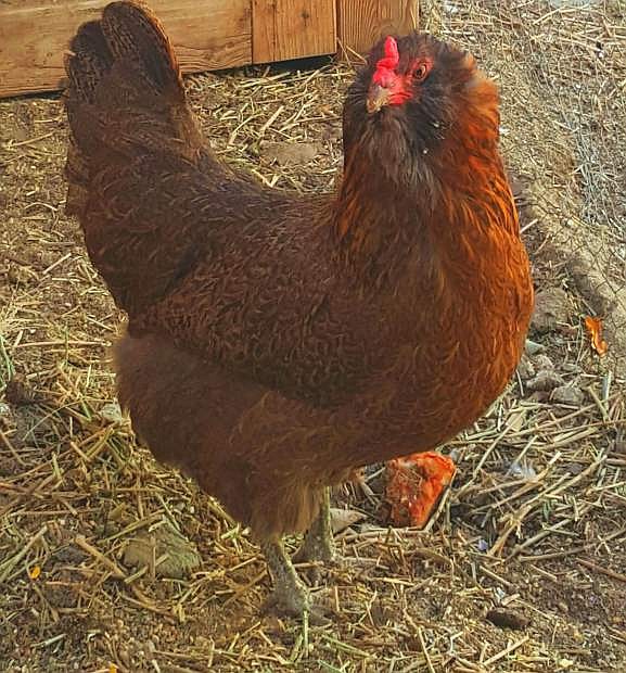 University of Nevada Cooperative Extension offers a small-scale poultry class Dec. 8 to help poultry owners improve their operations and protect their flocks.