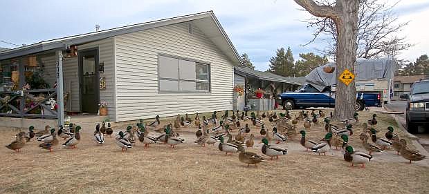 Dozens of ducks congregate on the lawn of a house on the corner of 10th and Division in downtown Carson City Friday evening.