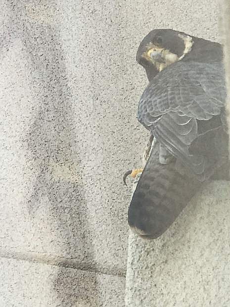 Falcons have taken roost at the Legislative building.