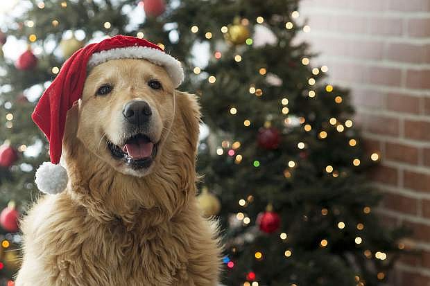 A cute golden retriever dog is wearing a santa hat during Christmas. It is sitting and looking happy. A Christmas tree with lights is in the background.