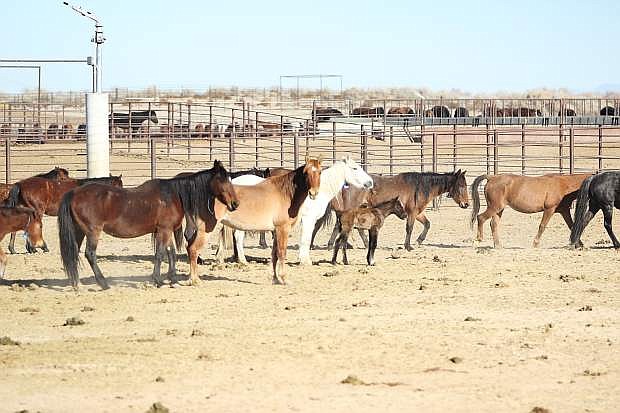 The BLM ensures the wild horses receive ample hay.