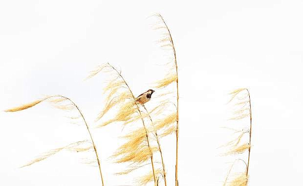 Picturesque Bird picture, a sparrow perches on dry gold Pampas grass with food in its mouth with white background.