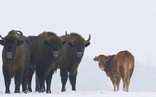 In this Jan. 20, 2018 photo, a cow stands near to a group of bison, near Wasilkowo village, 10 km from Hajnowka, Poland. A farmyard cow in Poland has chosen freedom this winter, roaming with a bison herd for three months after escaping its pen. The cow has been spotted following the bison across meadows bordering a forest in eastern Poland as they forage for food. (Rafal Kowalczyk via AP Photo)