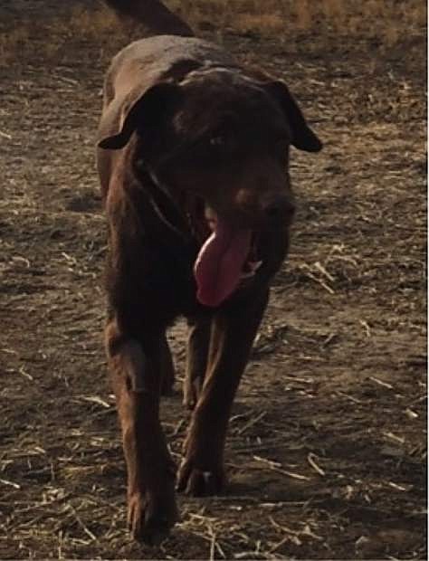 Looking for a home: Bingo, an adorable chocolate Lab, is 1 1/2 years old. He is friendly and gets along great with everyone. Bingo is sweet, loveable, and would like to be your BFF (best furry friend). Come out and meet him, he will steal your heart.