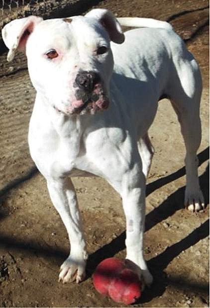 Looking for a friend: Miss Chleo, a sweet American Staffordshire mix, is four years old. She is looking for a home with no cats or livestock. Miss Chleo loves people, children and some dogs. She would make a perfect BFF (best furry friend). Come out and meet her.