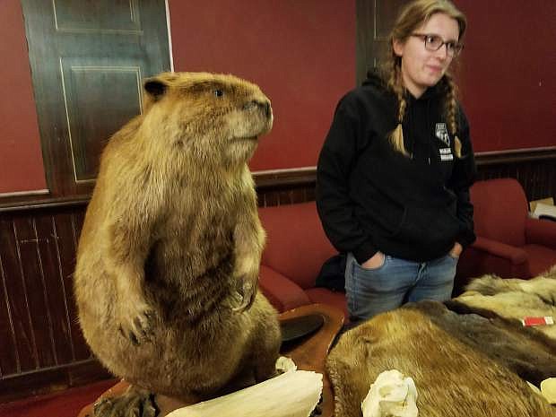 Cornelius is a stuffed, medium-sized beaver who helps Nevada Department of Wildlife educators teach about wildlife.