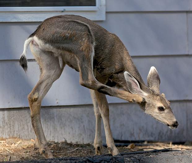 A deer scratches its ear in downtown Carson.