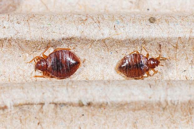 A free educational program on detecting, preventing and controlling bedbugs will be offered by University of Nevada Cooperative Extension on Feb. 21.