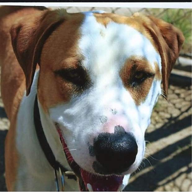 Looking for a home: Chewy, an adorable St. Bernard mix, is one year old. He is looking for a home with older children or dogs. Chewy is high energy and loves to play and romp. He is a perfect playmate.