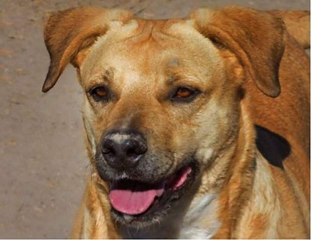 Looking for a home: Sapphire, a lovely yellow Lab mix, is eight years old. She is very sweet, loves to play ball and adores riding in the car. Sapphire goes to doggie day-care, and she likes everyone. Come out for a ballgame; she is waiting.