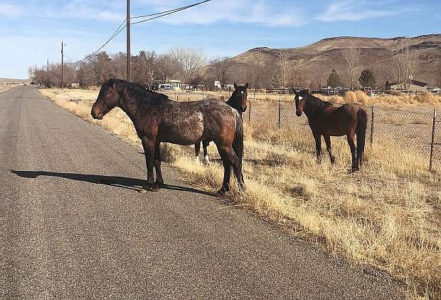 Wildhorses are seen by the side of the road along Highway 50 in Lyon County.