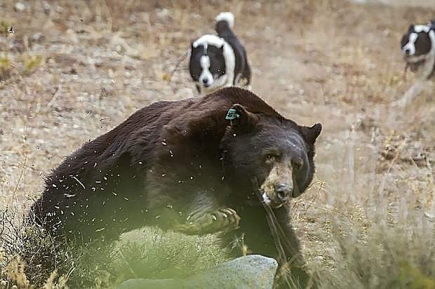 A black bear runs from dogs used in aversion treatment on Monday morning near Tahoe Meadows.