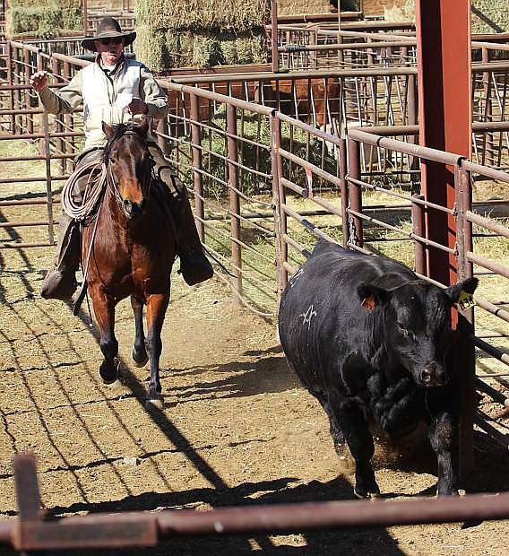 A rider herds a bull toward the auction arena.