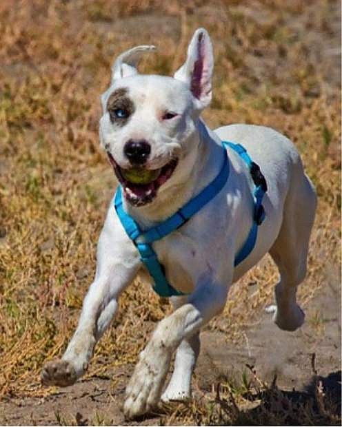 Looking for a home: Boss, an adorable Catahoula-pit mix, is four years old. He is so cute and loves to play ball so much that he plays by himself. Boss needs a home with no other pets or children. If you can throw a ball, come out and play a game with him.