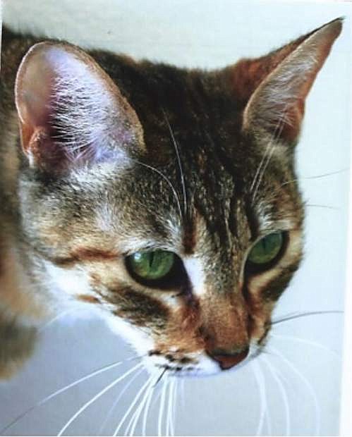 Looking for a home: Rita, a beautiful gray-brown tabby, is six years old. She loves to talk and surprisingly likes to play in water. I always thought cats hated water until I met Rita. Come out and let her tell you a story. Rita is charming!