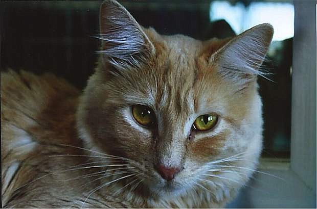 Looking for a home: Tomas, a beautiful yellow-orange tabby, is eight months old. He is friendly and loves to be with people. Tomas has captivating eyes and soft fluffy fur. Come out and meet him. He is waiting for someone to take him to his forever home.