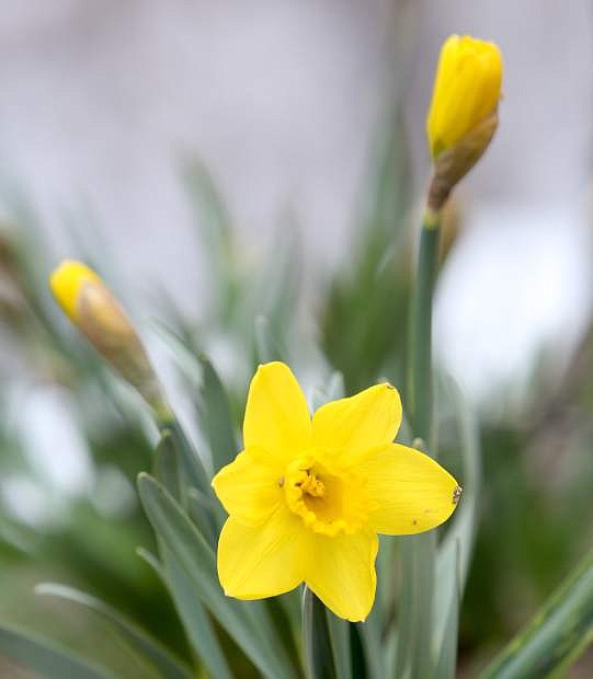 Despite the snow lingering in the background, a daffodil plant begins to bloom on the first day of Spring on Tuesday.
