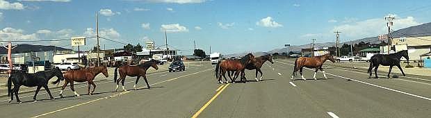 The frequent highway crossing of wild horses in Mound House east of Carson City was common during the summer.