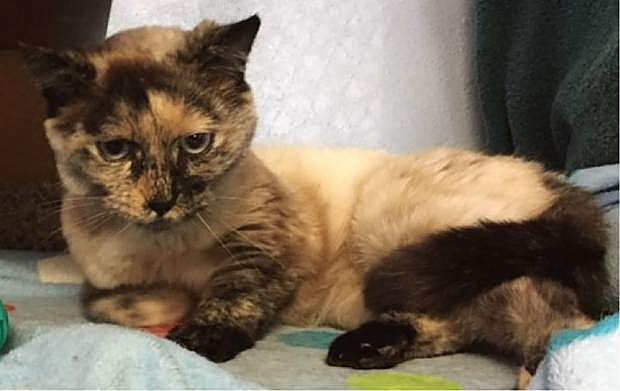 Looking for a home: Chelsea, a calico-Siamese mix, is eight years old. She is strikingly beautiful and sweet. Her loving personality will win you over. Chelsea would adore having a home with someone who would appreciate her gentle ways.