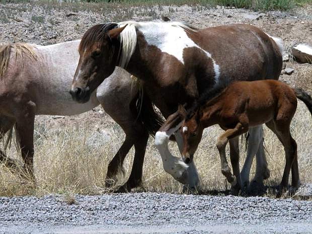 FILE - In this June, 2015 file photo, free-roaming horses owned by the state of Nevada walk along the USA Parkway at the Tahoe Reno Industrial Center, in Mustang, Nev. The Nevada Department of Agriculture is reconsidering a proposal to find a private owner for more than 2,000 free-roaming horses under the state&#039;s jurisdiction after no one submitted a formal proposal to assume ownership of the mustangs at the center of a legal battle between the state and horse protection group. (AP Photo/Scott Sonner, File)