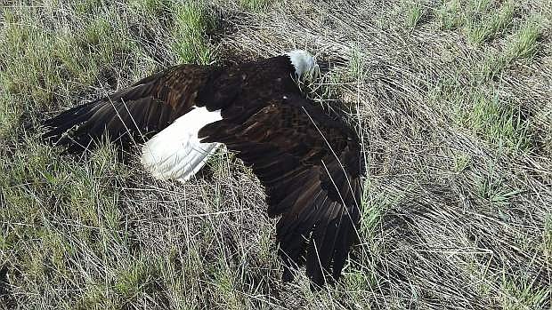 This May 10 photo provided by Colorado Parks and Wildlife shows a bald eagle that was found dead east of Platteville. Colorado Parks and Wildlife says the eagle was fatally shot and suffered organ damage, a broken bone and internal bleeding. Bald eagles are protected under state and federal law. Wildlife officials are investigating the death. (Ray Nelson, Colorado Parks and Wildlife via AP)